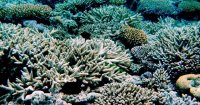 Great Barrier Reef's Outlook Downgraded After Third Major Bleaching in Five Years