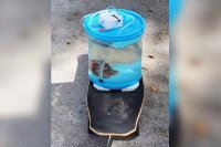 Man Walks Pet Octopus on a Skateboard in Viral TikTok