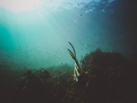 Plastic Debris Raises Coral Disease Risk to 89 Percent, Study Finds