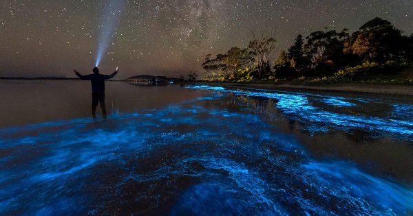 Could Iron Seeding the Oceans Help Curb Climate Change?