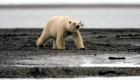 Study Links Nearly All Recent Warming to Human Activity